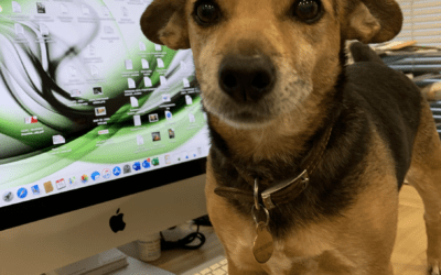 Should we allow dogs into the office?