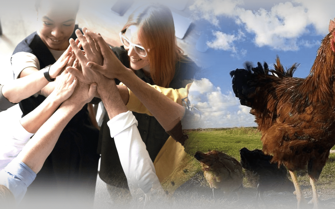 The Concept of “Free Chicken” and Its Relevance to Human Resources