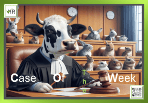 photo of a cow dressed up as a judge, holding a judges Hamer to represent cow of the week. 