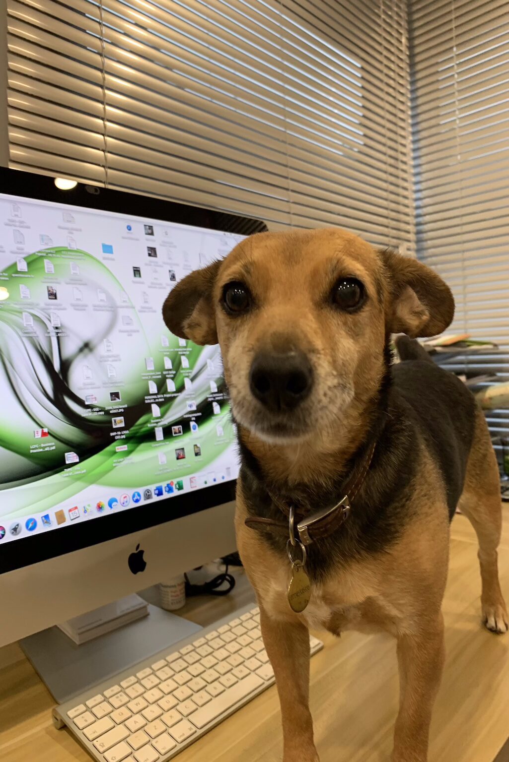 Sally Sally office dog