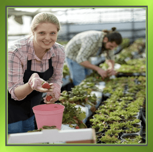 image of a worker picker fruit -temporary staff and seasonal workers