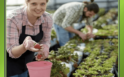 Temporary Staff and Seasonal Workers, What Employers Need to Know